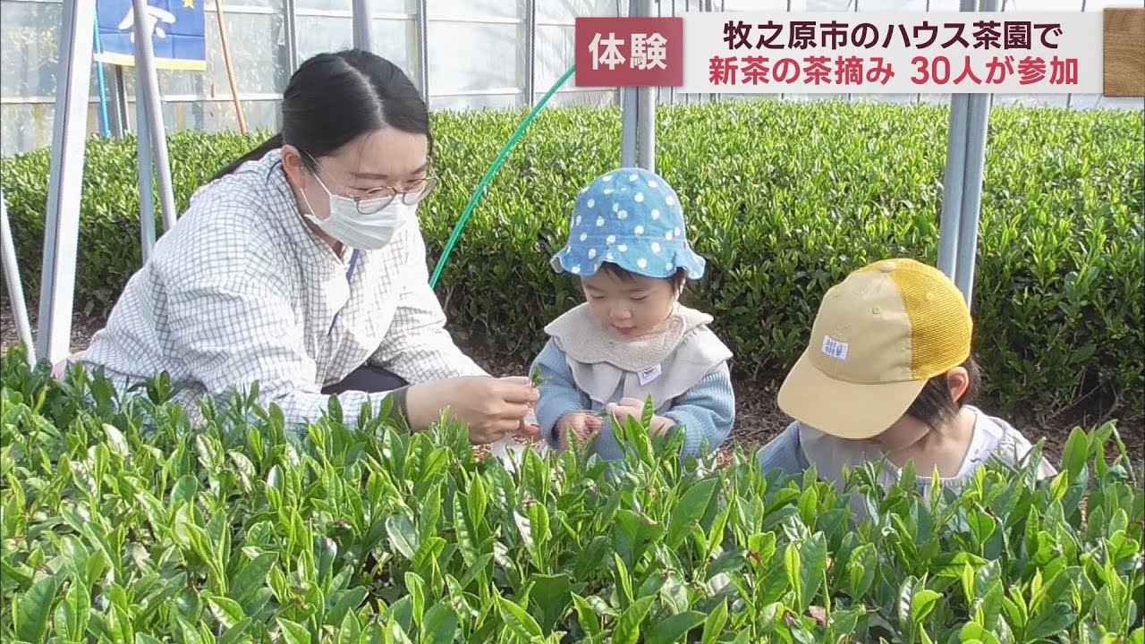 画像: 新茶の茶摘み体験　摘み取った新茶の香りや味を楽しむ　18日は「新茶まつり」を開催 youtu.be