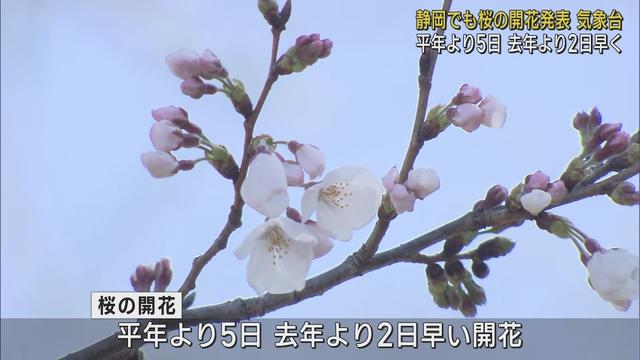 画像: 静岡地方気象台が桜の開花を発表　平年より5日、去年より2日早い開花 youtu.be
