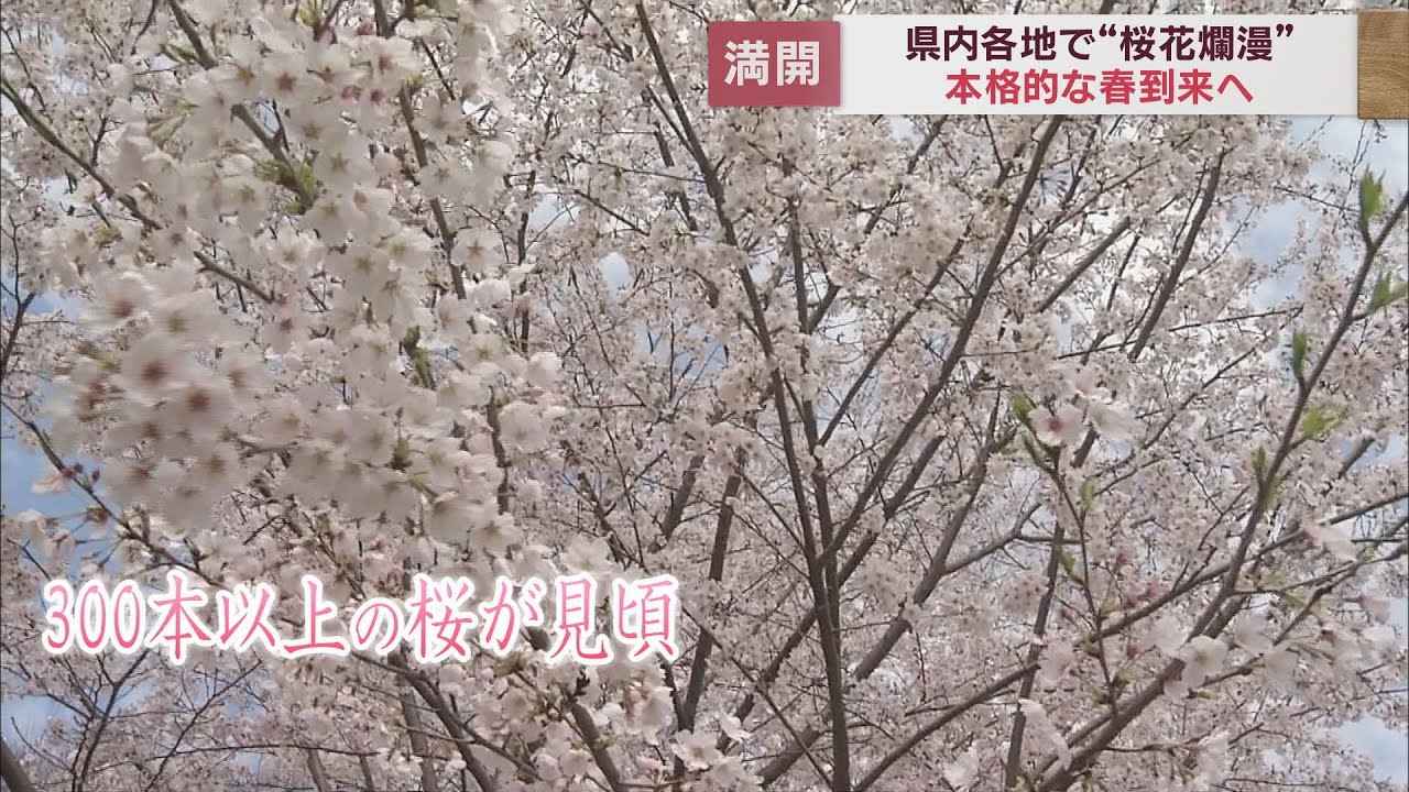 画像: 静岡は桜花爛漫　各地から満開の便り youtu.be