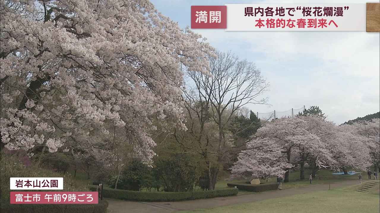 画像: 静岡は桜花爛漫　各地から満開の便り