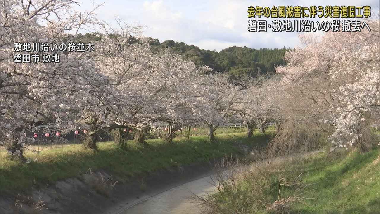 画像: 30本のソメイヨシノの桜並木を撤去することに今年最後のライトアップ　台風15号の災害復旧工事のため　静岡・磐田市 youtu.be