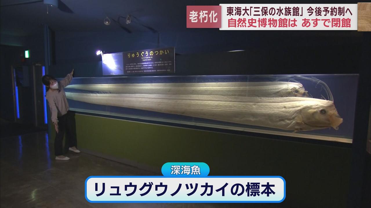 画像1: 東海大学海洋科学博物館31日が有料公開最終日　1970年の開館以来延べ1900万人が訪れた「三保の水族館」　静岡市清水区
