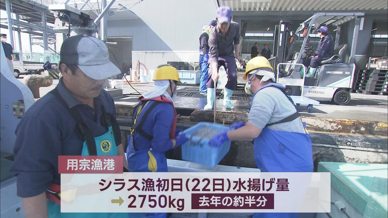 画像: シラス漁初日は去年の半分ほどの漁獲量