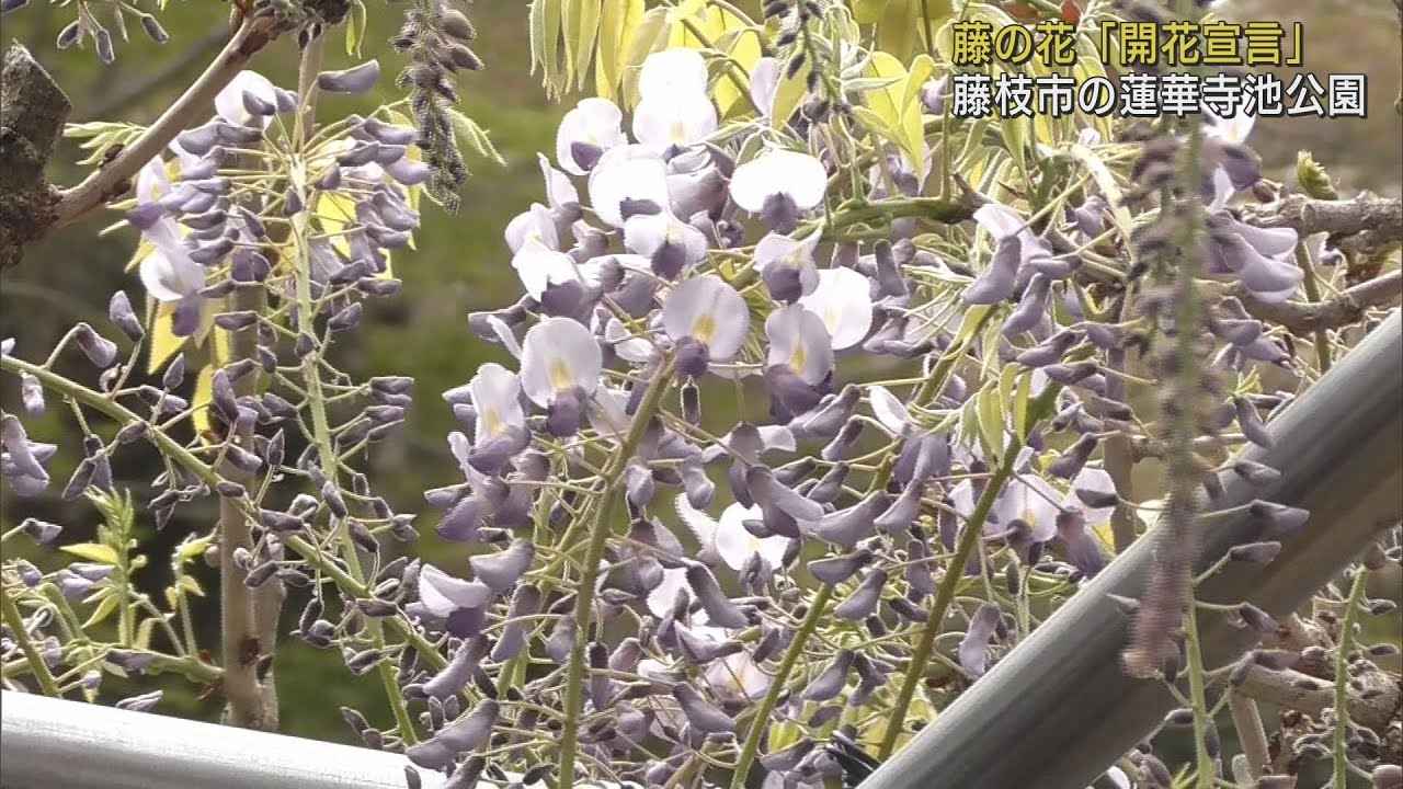 画像: 静岡県藤枝市では「藤の花の開花宣言」　蓮華寺池公園には20種類250本の藤が植えられ15日から「藤まつり」が開催 youtu.be