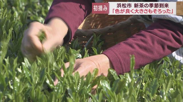 画像: 8月の全国茶品評会での上位進出を狙い新茶の初摘み　浜松市西区 youtu.be