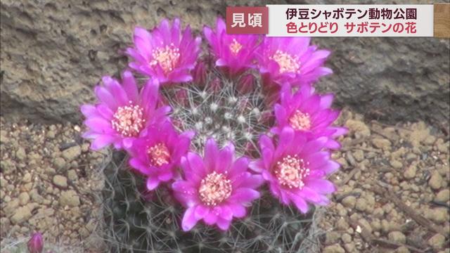 画像: 200種3000株のサボテンの花が見頃に　静岡・伊東市「伊豆シャボテン動物公園」 youtu.be