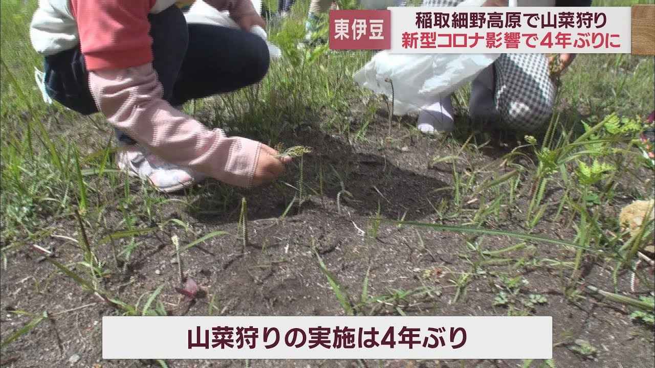 画像: 園児「（見つけるのは）簡単」…春の山菜狩り園の開催前日に園児を招待　静岡・東伊豆町　稲取細野高原 youtu.be