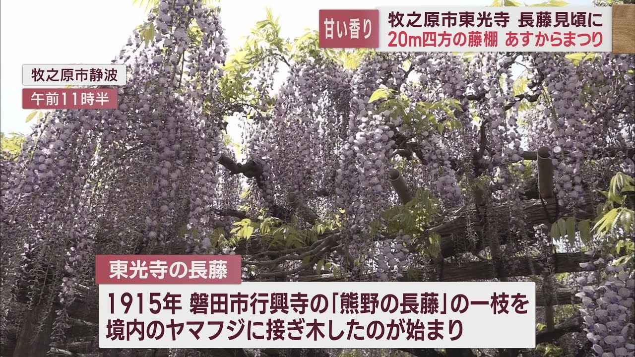 画像: １００年以上前に接ぎ木した一枝が２０メートル四方の藤棚に　「長藤」が見ごろ　静岡・牧之原市 youtu.be