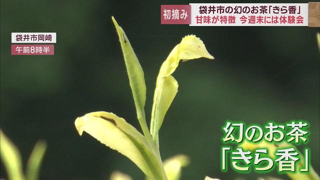 画像: 茶葉が白い幻のお茶「きら香」収穫始まる　静岡・袋井市だけで栽培…甘みが強いのが特徴 youtu.be