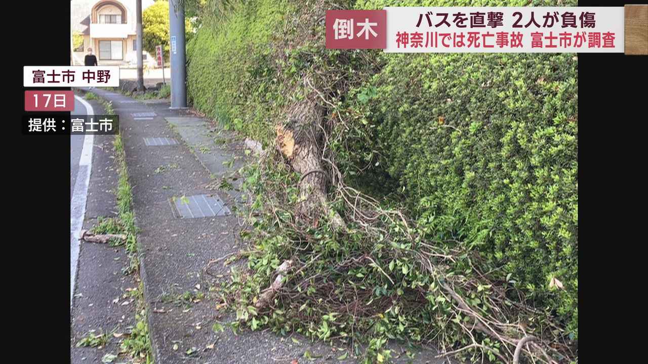 画像1: 倒木によるバス事故が発生　公園などで倒木から身を守る方法は? 　静岡・富士市