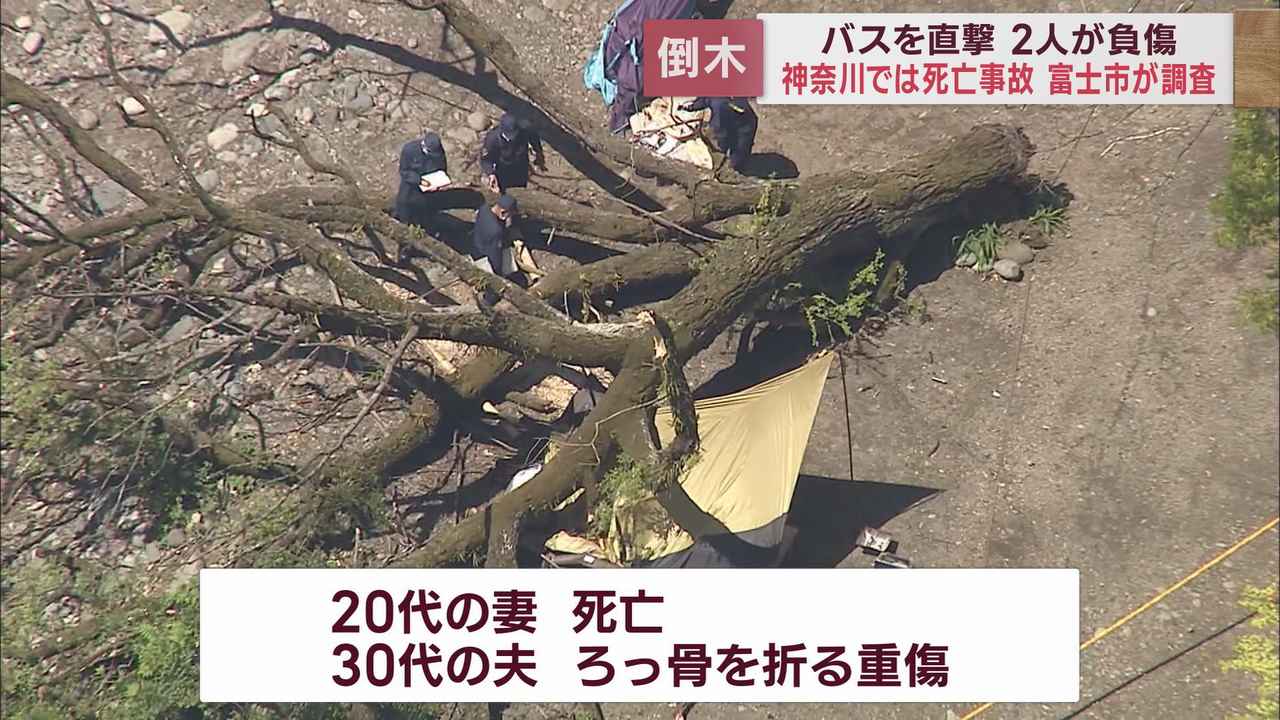 画像2: 倒木によるバス事故が発生　公園などで倒木から身を守る方法は? 　静岡・富士市