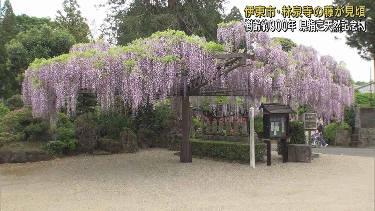 画像: 樹齢300年県天然記念物の藤が見頃に　静岡・伊東市 youtu.be