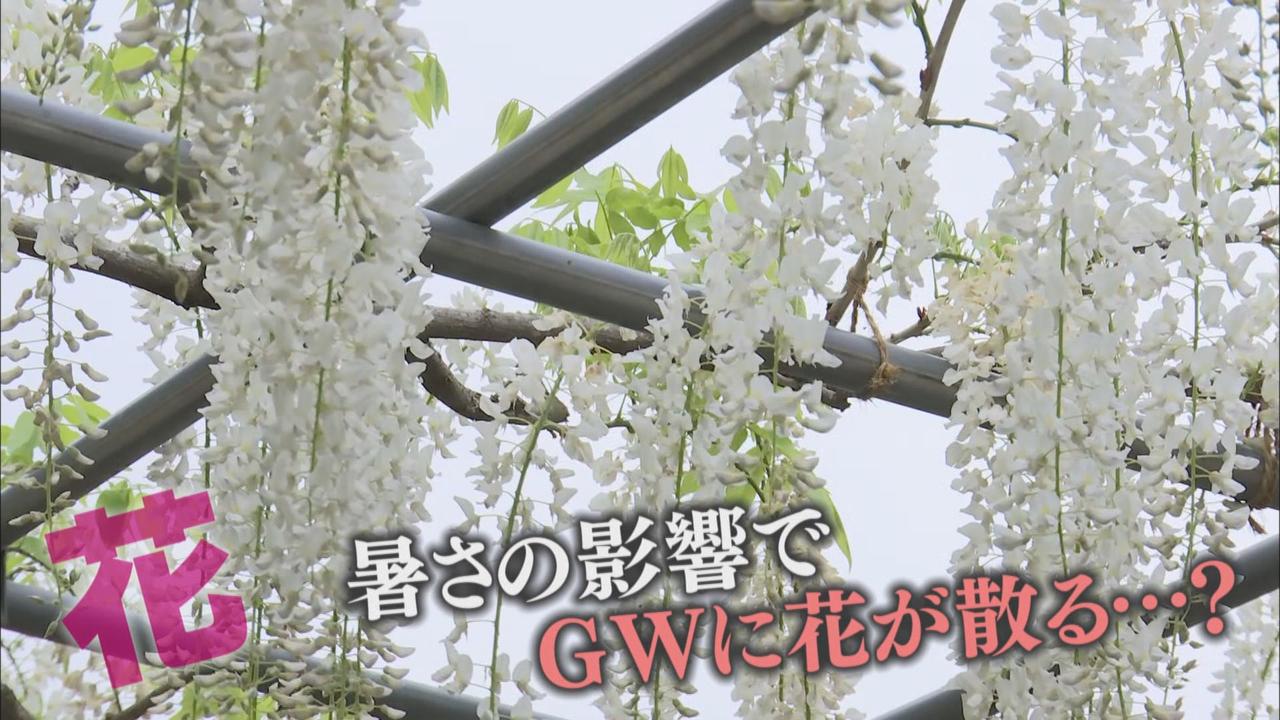 画像: 想定外！？　開花が早すぎて…大型連休に「まさかの事態」も　浜松市