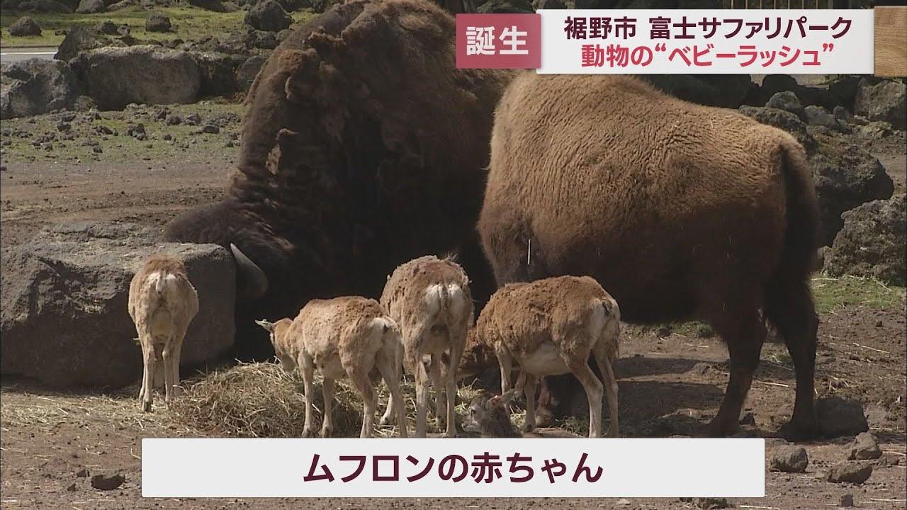 画像: 「シマウマ」「ムフロン」「ブラックバック」…ベビーラッシュ続く　静岡・裾野市「富士サファリパーク」 youtu.be