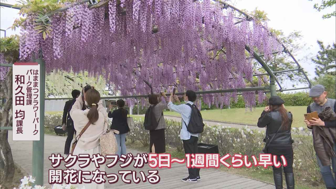 画像: 桜とかフジは５日から１週間早く開花