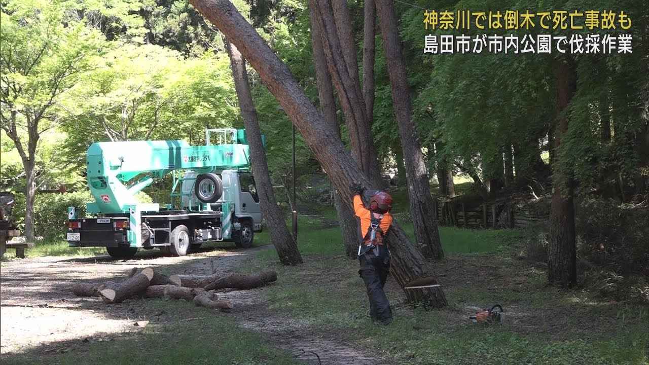 画像: GWを前に公園の危険な枯れ木を伐採　神奈川県相模原市のキャンプ場での事故を教訓に　静岡・島田市 youtu.be