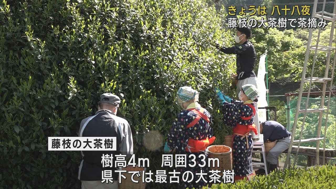 画像: 八十八夜　静岡県内最古樹齢300年超の「藤枝の大茶樹」で茶摘み youtu.be