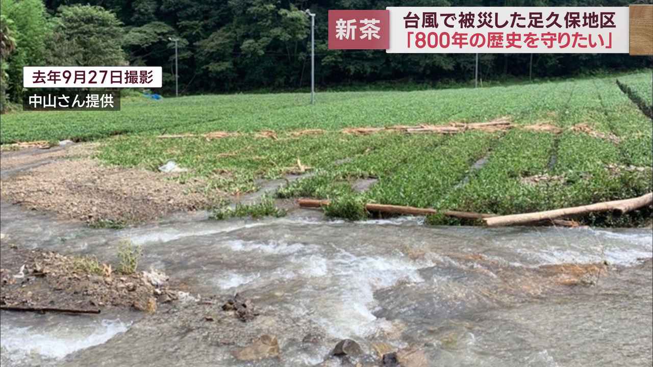 画像1: 茶畑襲った台風…半年以上たっても再開のめど立たず