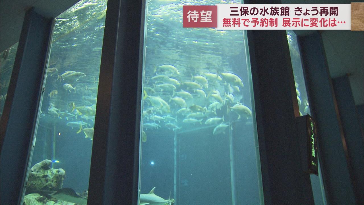 画像2: 高さ６ｍ「巨大水槽」再び…有料公開終了の水族館が「無料」で再開　静岡・清水区