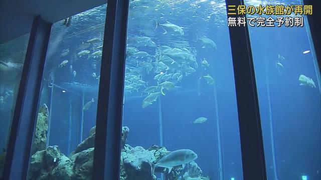 画像: 縦横10m高さ6mの巨大水槽も変わらず　完全予約制で入館再開　静岡市清水区　東海大学海洋科学博物館 youtu.be