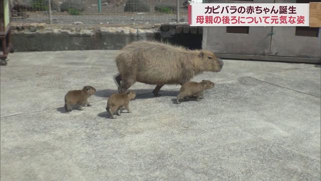 画像: 女児「めっちゃかわいい」…生後3日目のカピバラ4つ子の赤ちゃん愛らしい姿が人気　静岡・東伊豆町 youtu.be