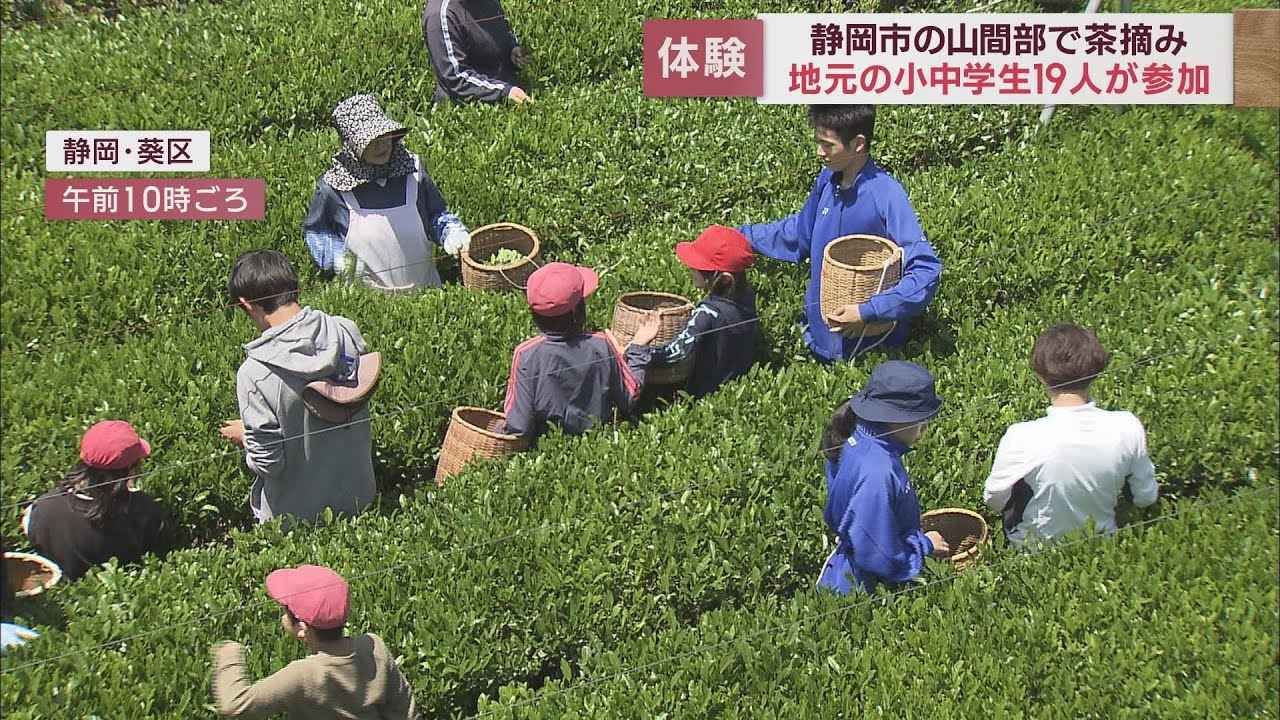 画像: 小中学生が授業で茶摘み体験～50年以上続く伝統行事・静岡市立大河内小中学校 youtu.be