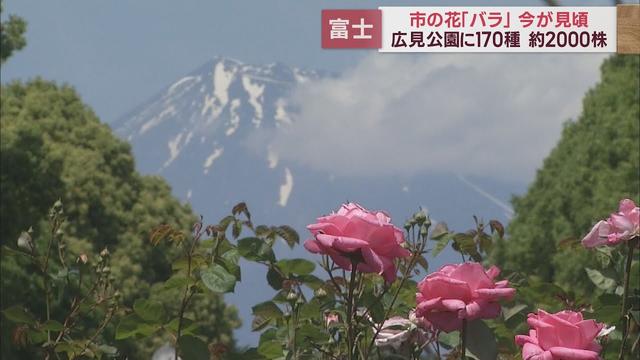 画像: バラが見ごろ…富士山との競演も見応え　公園に170種2000株　来園者「写真を100枚くらい撮った」　静岡・富士市 youtu.be