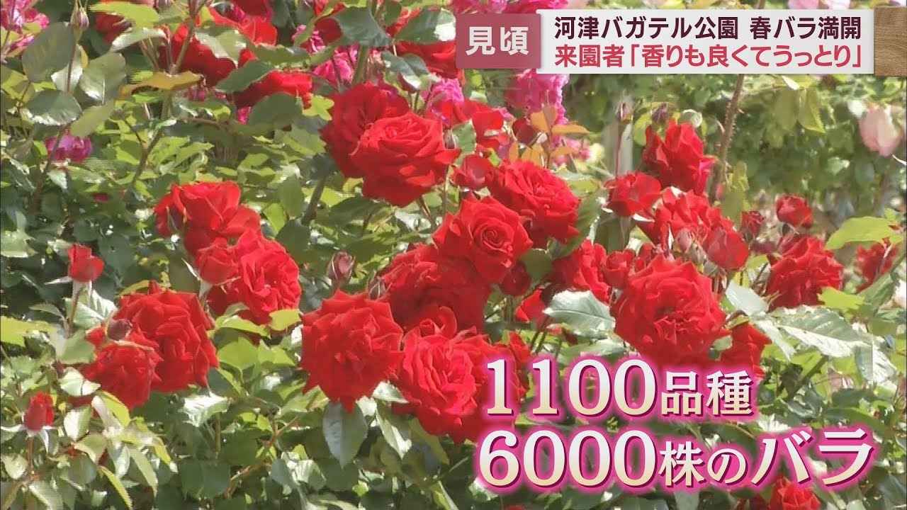 画像: 庭園に1100品種6000株…春バラが満開　来園者「うっとりしてしまう」　静岡・河津町　河津バガテル公園 youtu.be