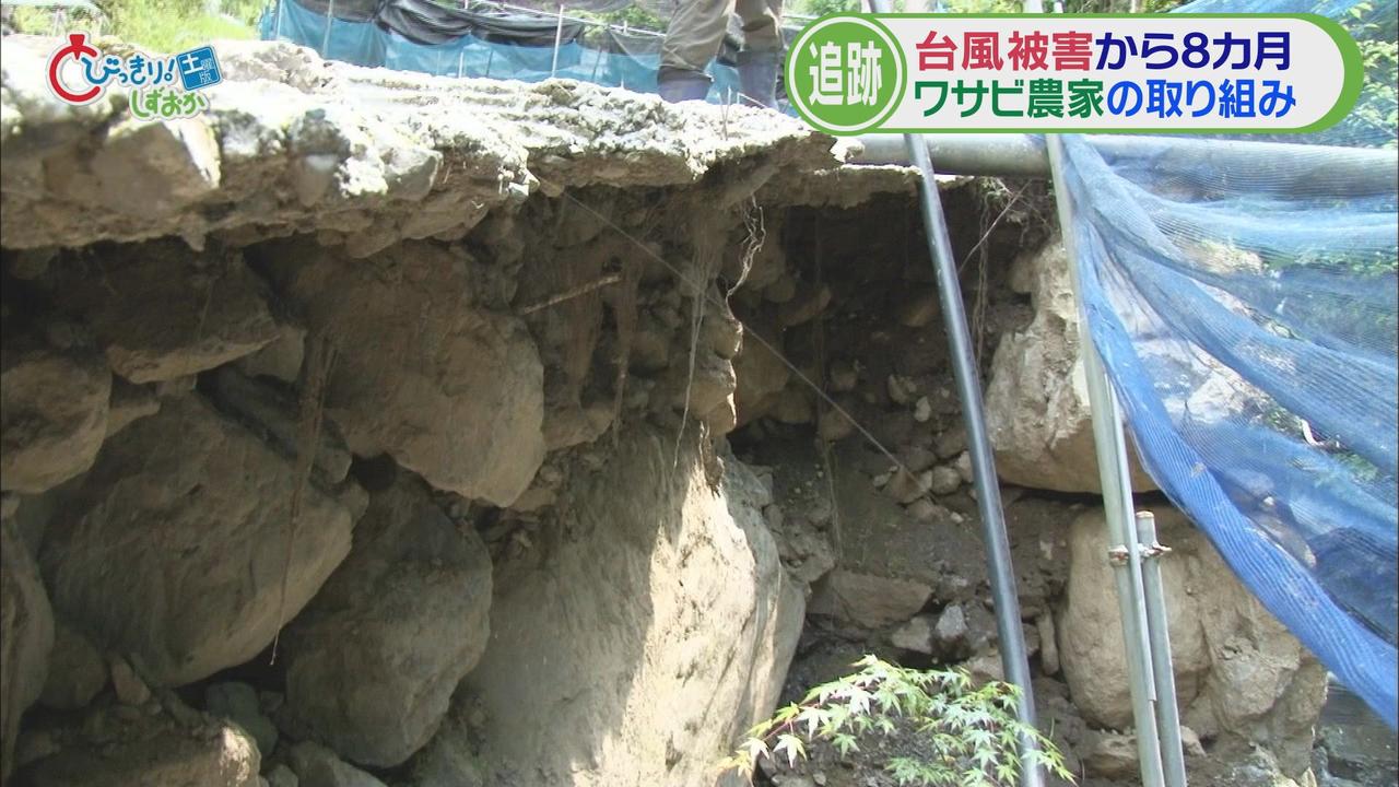 画像4: ワサビ農家台風15号被害からの復活へ　農家が共同作業で上質な特産品を守る