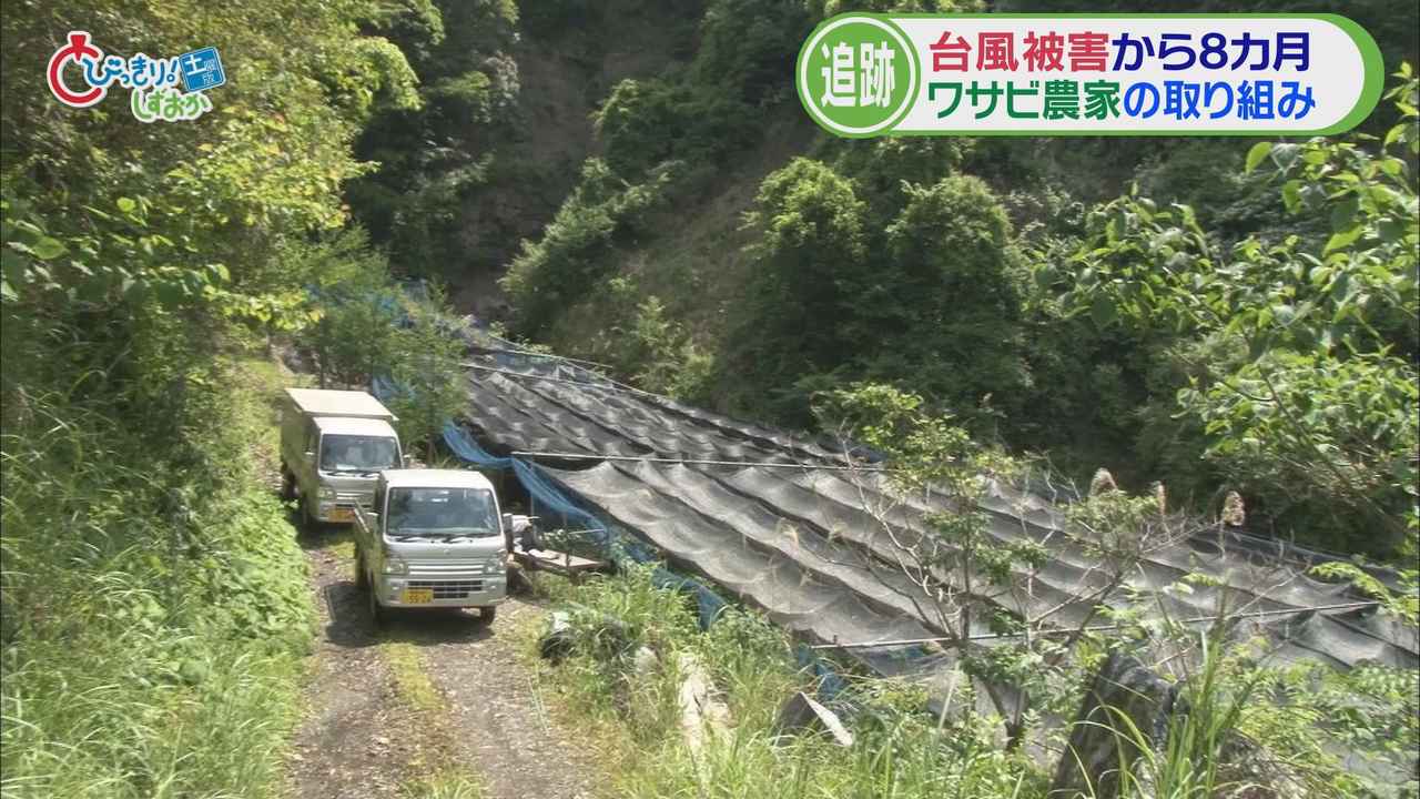 画像1: ワサビ農家台風15号被害からの復活へ　農家が共同作業で上質な特産品を守る