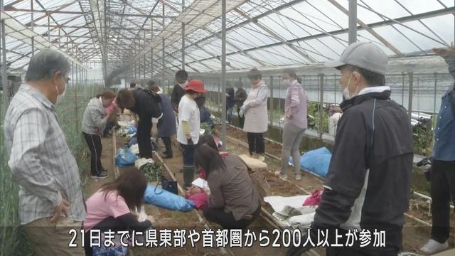 画像: 母の日が終わってカーネーションの引き抜き作業　200人以上が参加　静岡・河津町 youtu.be