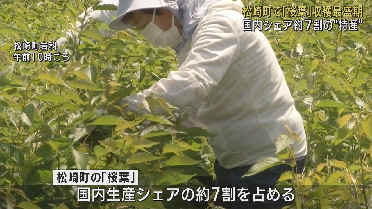 画像: 生産量日本一 特産「桜葉」の収穫が最盛期に　4カ月塩漬けにされた後全国に出荷　静岡・松崎町 youtu.be