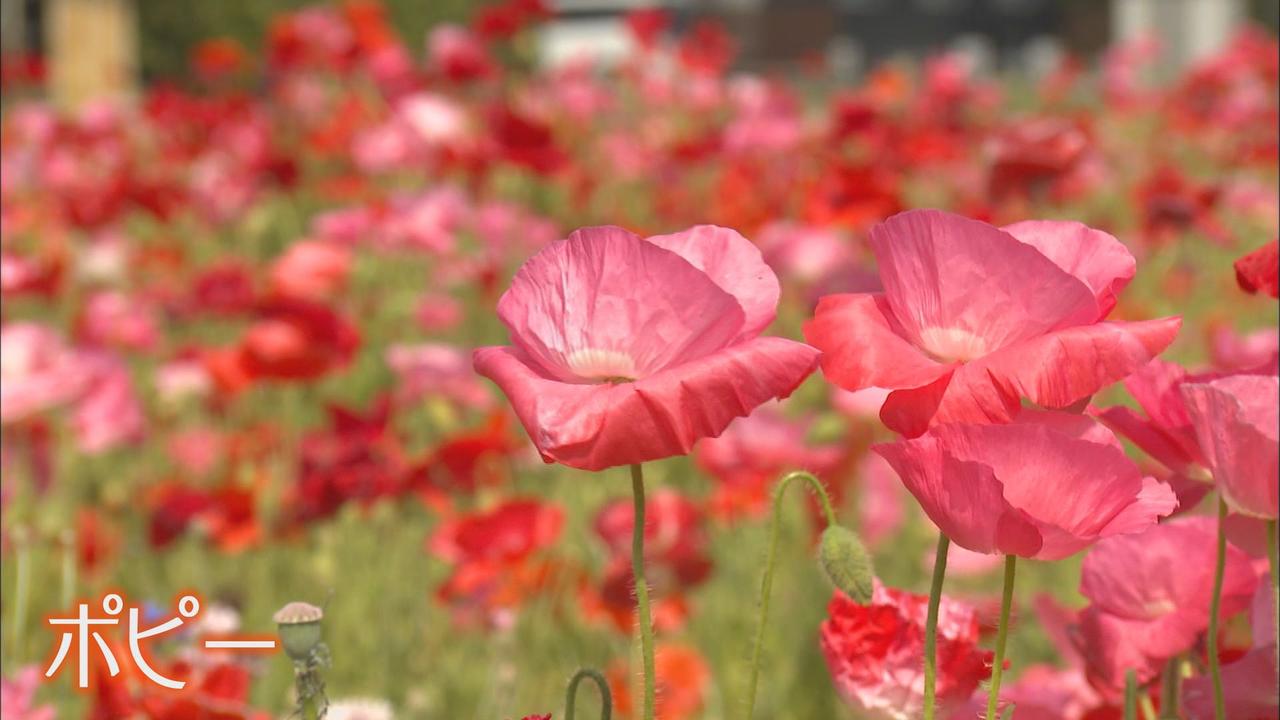 画像1: 【隠れスポット】２２年間で３５０種２０００株に…民宿旅館の女将が手掛けた『入場無料』のバラ園　静岡・伊豆の国市