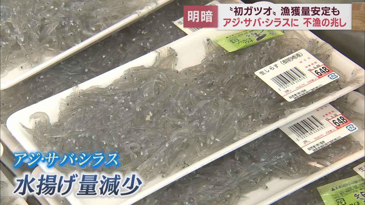 画像: アジやサバ、シラスが少ない