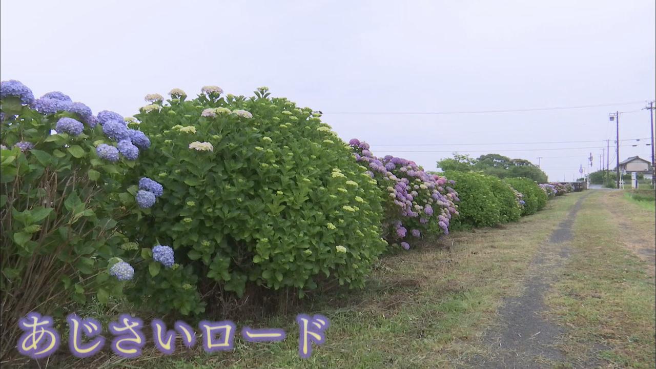 画像: あじさいロード（湖西市）