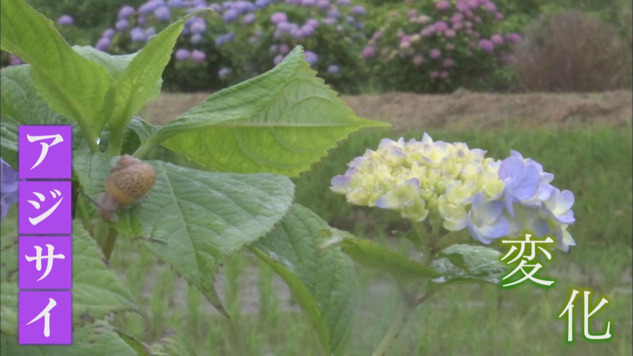 画像: 早い梅雨入り…見ごろ迎えるアジサイにも『変化』が　生活雑貨店には500種類の傘　静岡・沼津市、牧之原市、静岡市