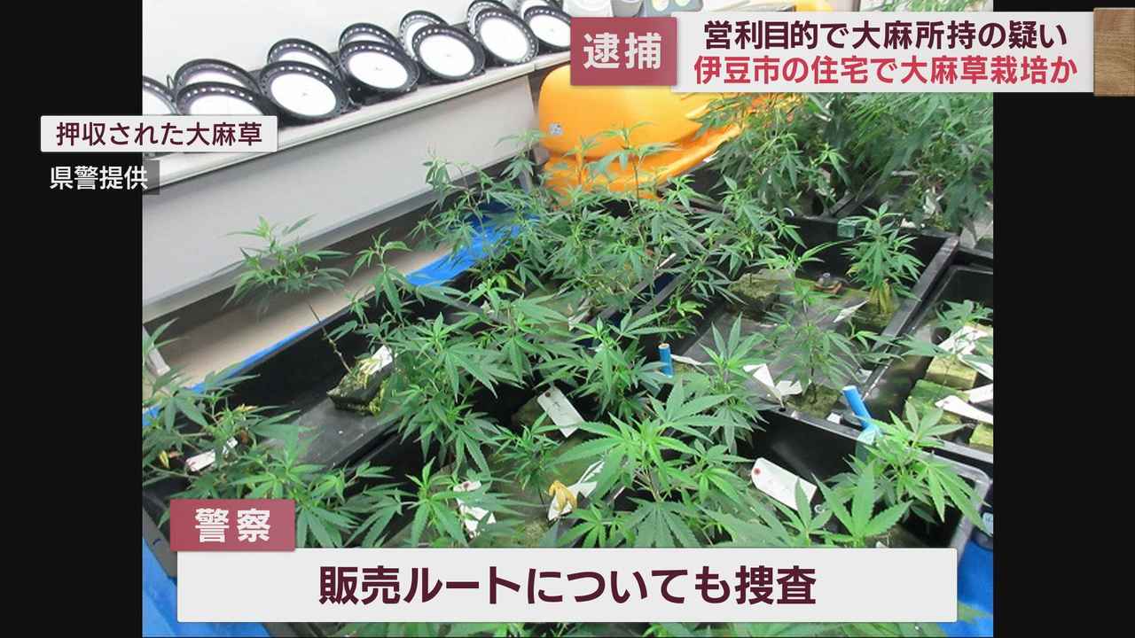 画像: 乾燥大麻3．4キロ・末端価格1700万円相当を営利目的で所持したとして伊東市の会社役員ら5人を逮捕