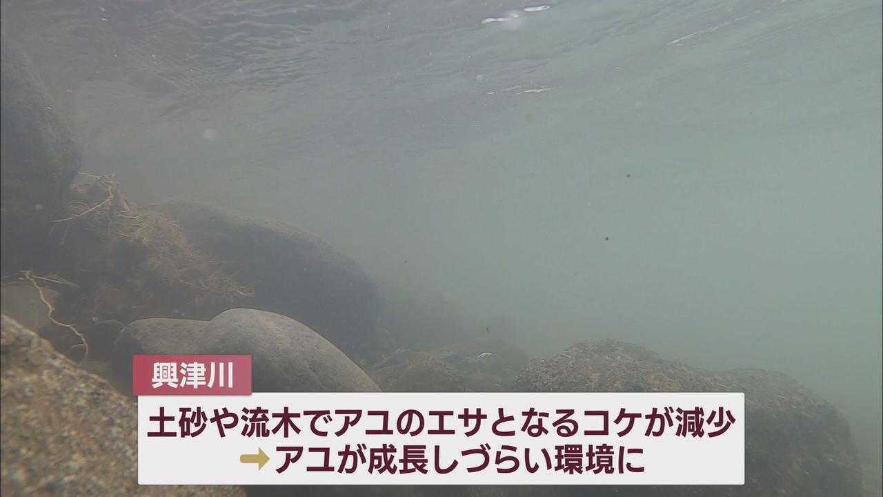 画像1: 去年の台風１５号でアユにとって厳しい環境に