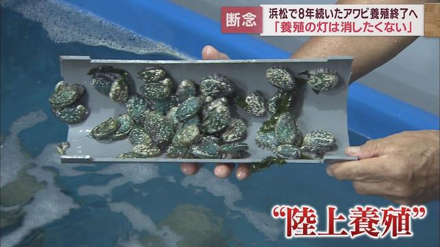 画像: アワビの陸上養殖事業　軌道に乗らず終了　浜松市天竜区佐久間地区 youtu.be