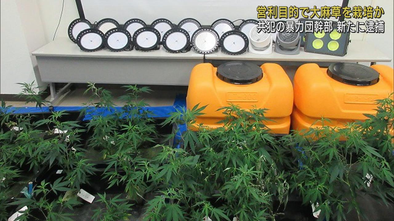 画像: 営利目的で大麻草を栽培か　暴力団幹部の男を逮捕　共犯者はすでに乾燥大麻3．4キロ所持の疑いで逮捕　静岡・大仁警察署