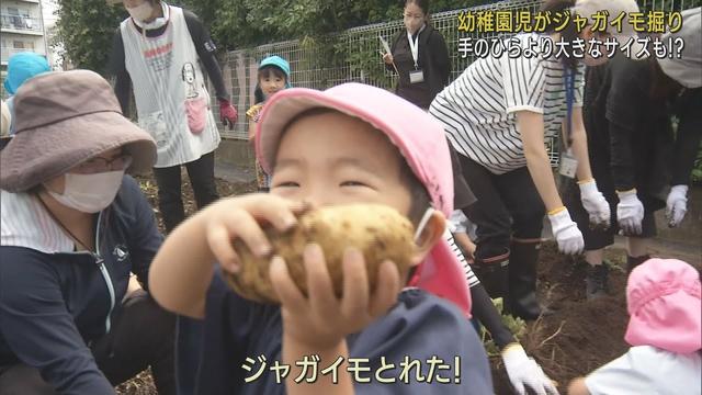 画像: 「あった！あった！」…園児がジャガイモの収穫を体験　園内に歓声響く　静岡・長泉町立東幼稚園 youtu.be