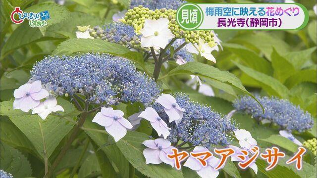 画像2: 新人アナウンサーが紹介…梅雨時に映えるヤマアジサイ（静岡市葵区　長光寺）　伊東市ではハナショウブも見ごろ