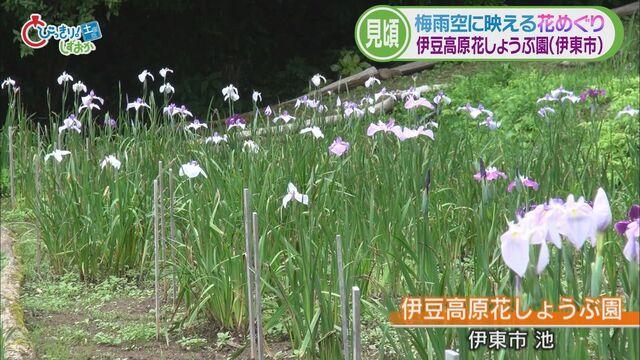 画像1: ハナショウブも見ごろ　伊東市「伊豆高原花しょうぶ園」