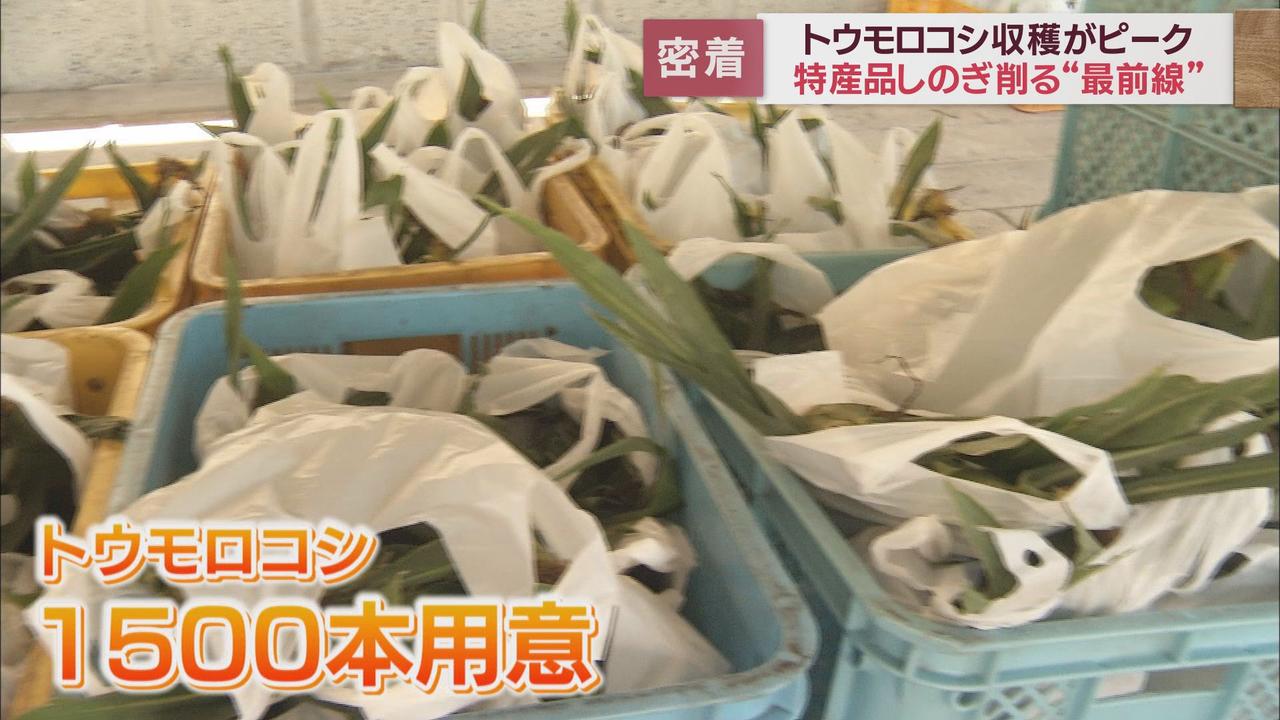 画像2: 富士山麓わくわくコーン販売会