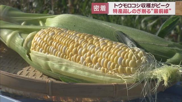 画像: トウモロコシの収穫ピークに　静岡県内では各地でブランドコーンがしのぎを削る youtu.be