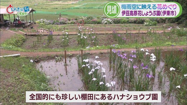 画像2: ハナショウブも見ごろ　伊東市「伊豆高原花しょうぶ園」