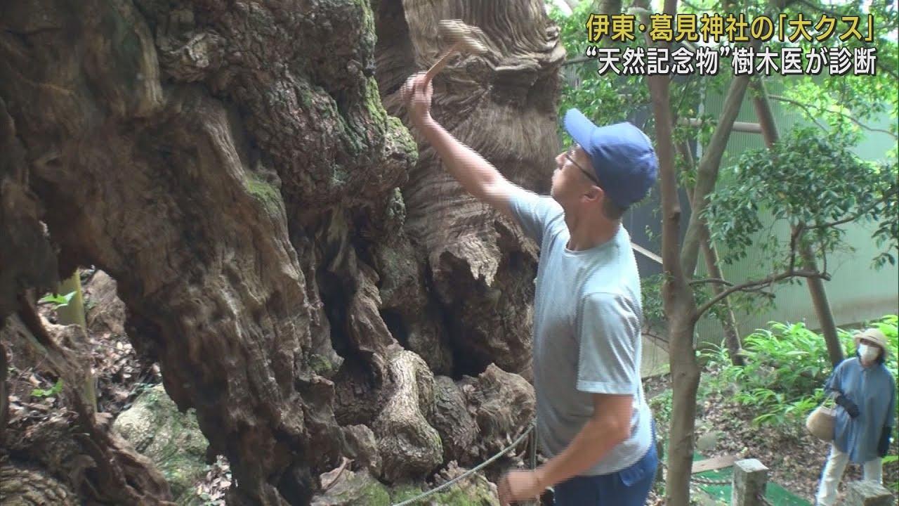 画像: 樹齢1000年以上国の天然記念物・大クスを樹木医が診断　静岡・伊東市葛見神社 youtu.be