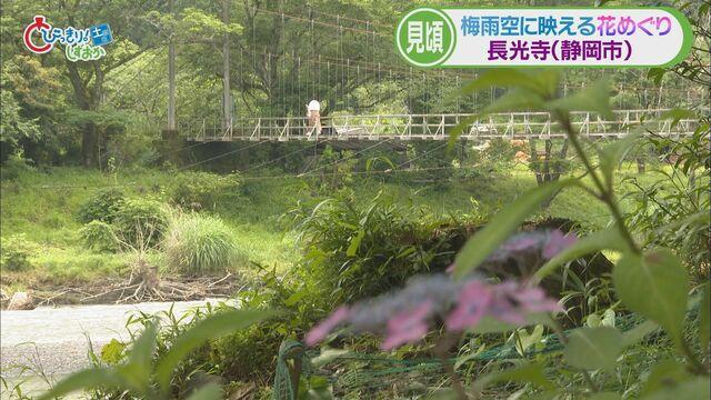 画像3: 新人アナウンサーが紹介…梅雨時に映えるヤマアジサイ（静岡市葵区　長光寺）　伊東市ではハナショウブも見ごろ