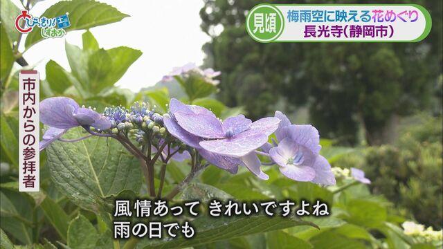 画像5: 新人アナウンサーが紹介…梅雨時に映えるヤマアジサイ（静岡市葵区　長光寺）　伊東市ではハナショウブも見ごろ