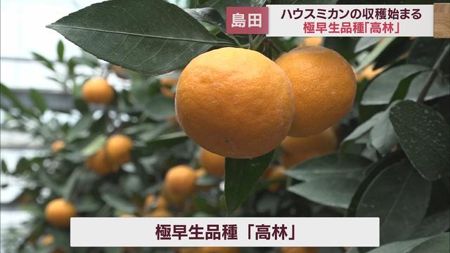 画像: ハウスミカンの収穫始まる　極早生品種「高林」22日選果され市場へ　静岡・島田市 youtu.be